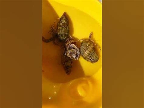 Раки - отшельники с о. Джарылгач Херсон 2021 - YouTube