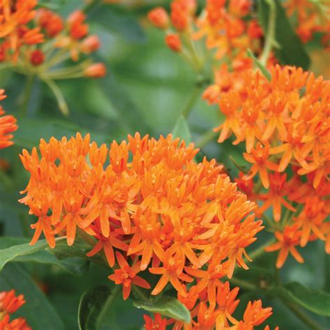 Butterfly Milkweed – MIgardener