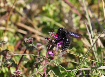 Pescalune Photo Abeille Charpenti Re Xylocopa Violacea Carpenter Bee