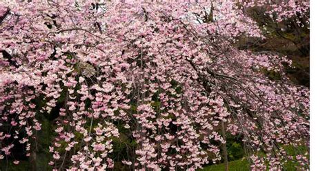 The Alluring Charm of Dwarf Weeping Redbud Tree: 4 Varieties Unveiled