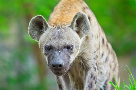 Are Hyenas Dangerous? (How To Behave Around Them)