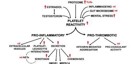 Mechanisms And Consequences Of Sex Differences In Platelet Reactivity