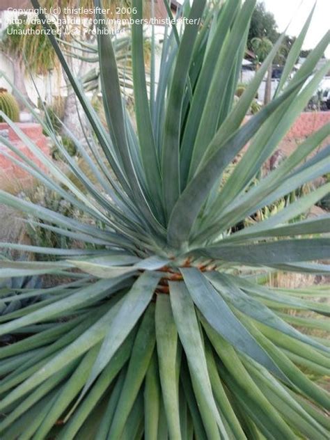 PlantFiles Pictures Dracaena Species Dragon S Blood Tree Socotra