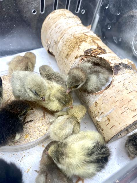 10 Fresh Fertilized Button Quail Eggs _ Chinese Painted Quail / King