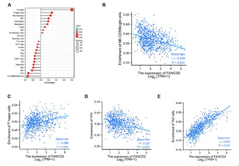 Correlation Between Fancd2 Expression And Tumor Infiltrating