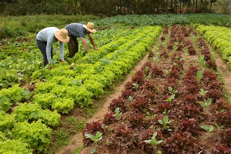 Tipos De Agricultura No Brasil - 5