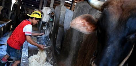 ketahui hal  sebelum mulai bisnis peternakan