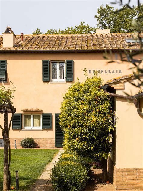 History and Ownership | Ornellaia