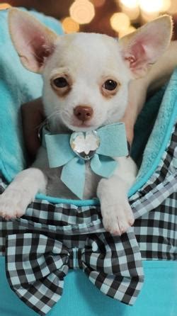 Teacup Chihuahua Puppies for adoption. for Sale in Las Vegas, Nevada ...