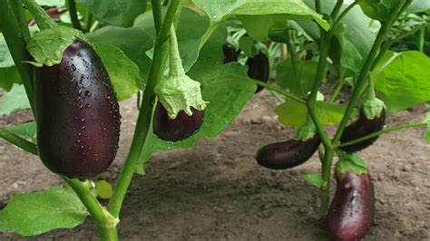 How To Grow Eggplants Beginners Guide To Thriving Plants