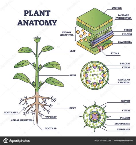 Estrutura De Plantas - Diagrama De Estrutura Da Planta PLANTA BAIXA NO SKETCHUP LAYOUT I