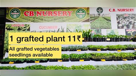 Cb Nursery Visit चावड़ा बाग Grafted Vegetable Seedlings Wholesale