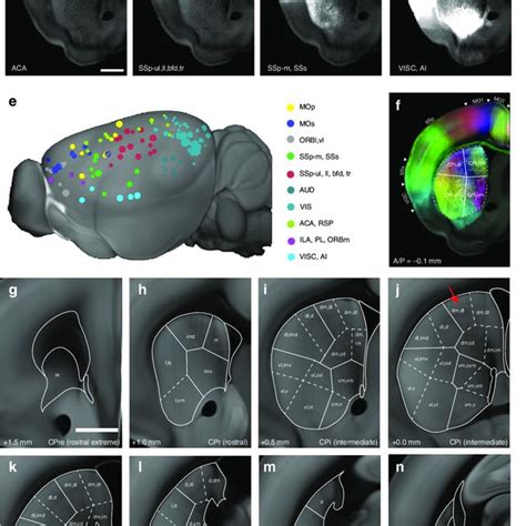 Cortico Striatal Projection Based Striatum Segmentations A D