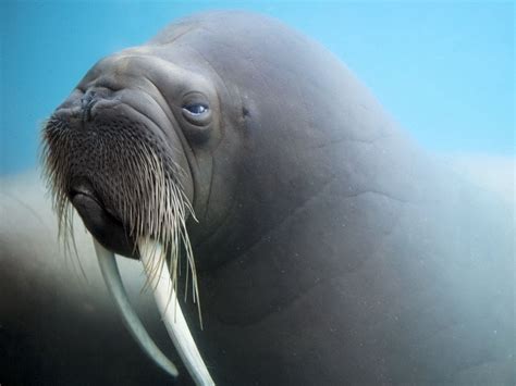 Download wallpaper 1400x1050 walrus, tusks, face, blurring standard 4:3 ...