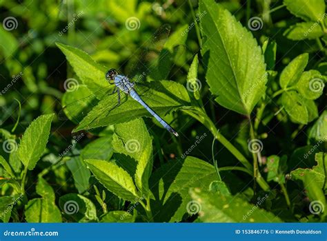 Close Up Of Blue Dragonfly At Lake Seminole Park Florida Stock Photo