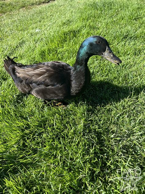 Duck for Adoption – FAFO Farms