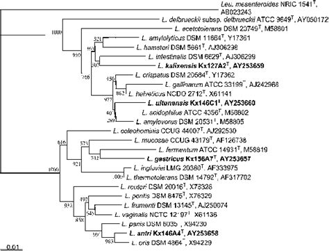 Unrooted Phylogenetic Tree Derived From 16s Rrna Gene Sequence Analysis