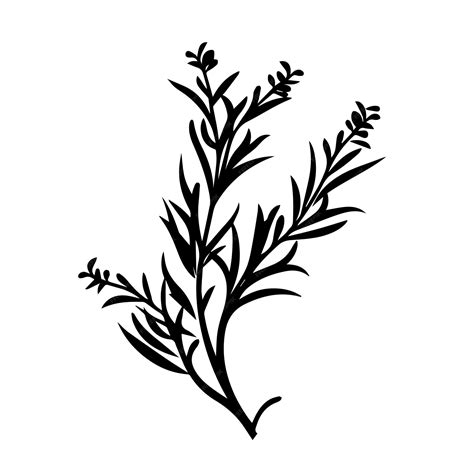 Premium Vector | Rosemary black and white vector template set for