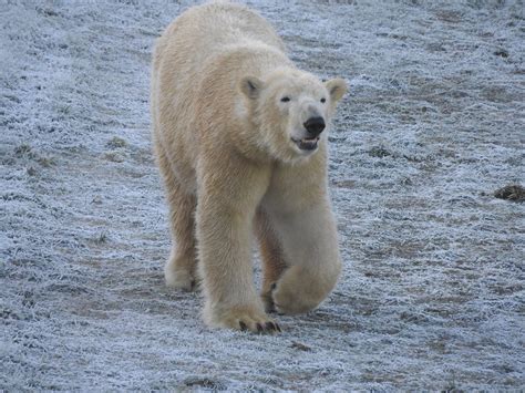 Polar Bear Pixel John Fletcher Flickr