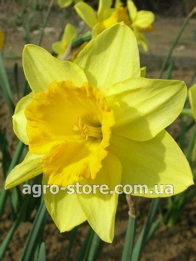 Купити цибулини нарциса великокорончастий Carlton (Карлтон)