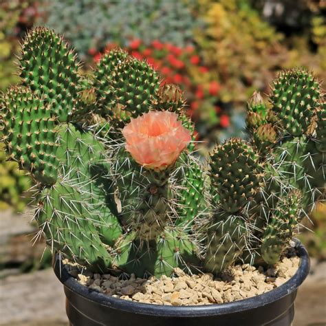Shop ‘Winter Hardy Cactus - Opuntia Grand Mesa Peach’ Care and Growing