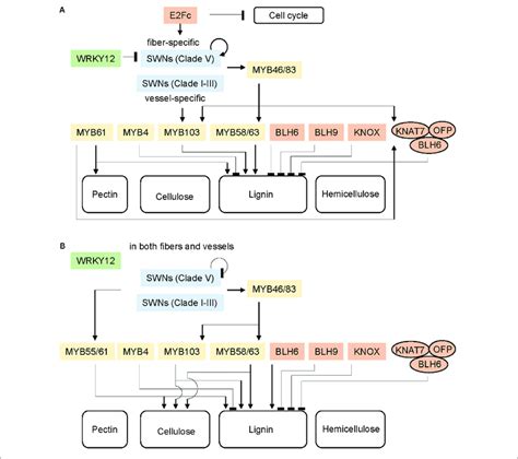 | Schematic regulatory network of secondary cell wall formation in ...