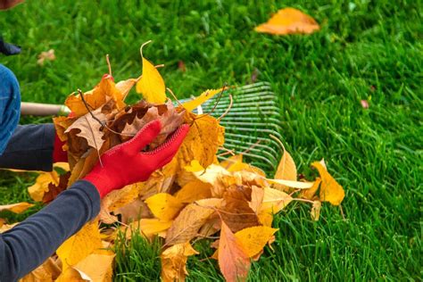 Ne Jetez Plus Vos Feuilles Mortes Du Jardin Mes Astuces Ing Nieuses