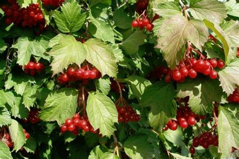 Калина: виды, сорта, описание, фото