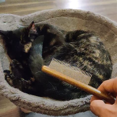 Detangling Wooden Comb – cuddlesmeow