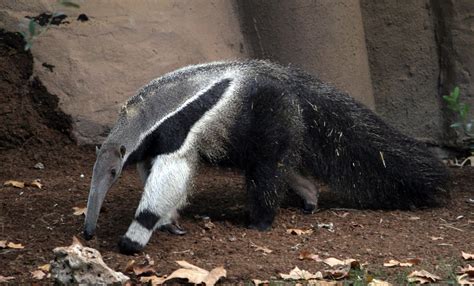 Oso Hormiguero Zoo Barcelona