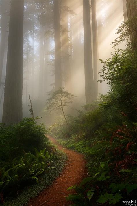 The path in Redwoods National Park [800x1200] OC | Redwood forest ...