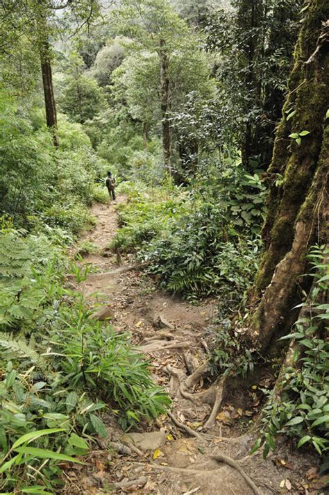 无人竖图室外白天正面旅游度假美景森林树林植物道路路叶子越南亚洲阴影光线影子景观小路绿叶交通娱乐