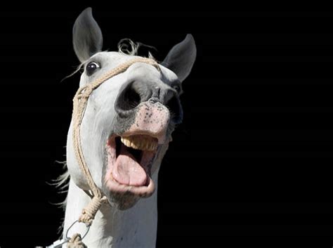 360 Ugly Horse Stock Photos Pictures And Royalty Free Images Istock