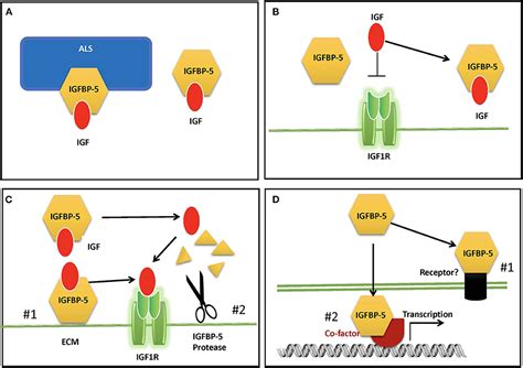 Frontiers Insulin Like Growth Factor Binding Protein 5 In Physiology