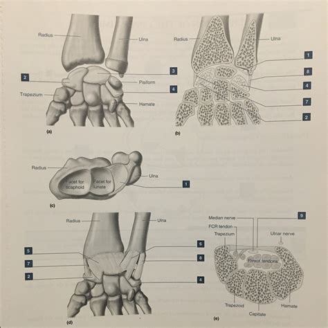 wrist joint  diagram quizlet