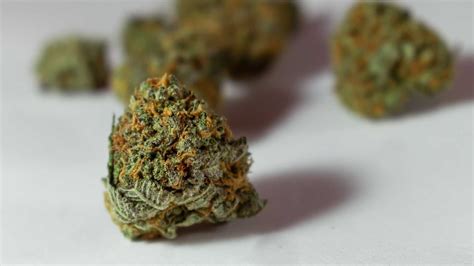 5 Popular Weed Strains in Venice Beach | Rose Collective