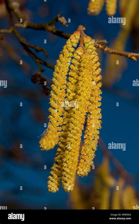 Common Hazel Corylus Avellana Stock Photo Alamy