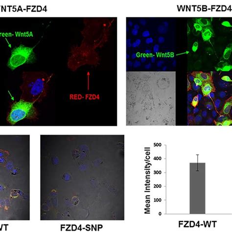 modulation  fzd expression  wnt  fzd protein interaction