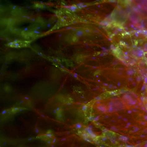 New Way to Grow Blood Vessels Could Boost Regenerative Medicine ...