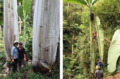 Mengenal Musa Ingens, Pohon Pisang Raksasa Setinggi 25 Meter! - Bobo