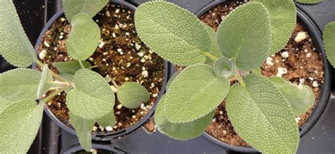 How To Grow Sage Indoors From Seed Ted Lare Design And Build