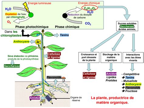 De La Plante Sauvage La Plante Domestiqu E