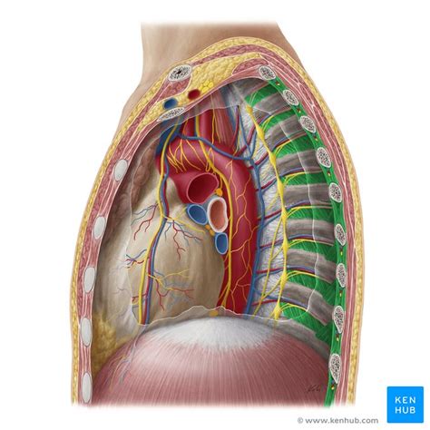 Intercostal Muscle Strain Physiopedia