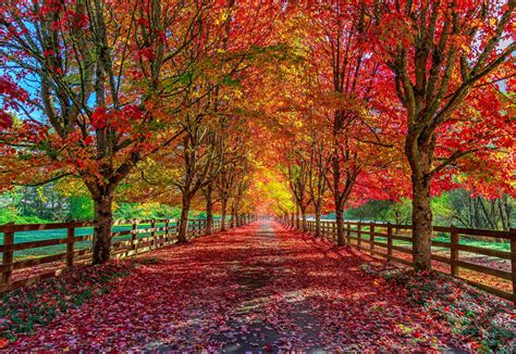 trees  autumn colour arboretum  home garden heavenarboretum