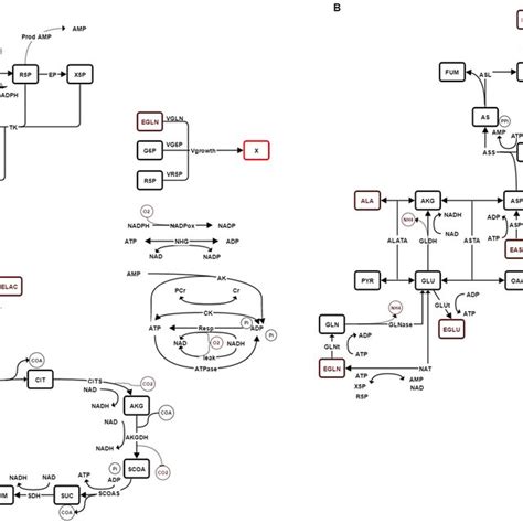 Description Of The Metabolic Network Of The Model A Central Carbon