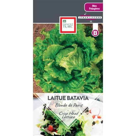 Laitue Batavia Blonde De Paris Jardinerie Ferriere Fleurs