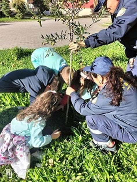 Giornata Nazionale Degli Alberi I Volontari De L Altritalia Ambiente