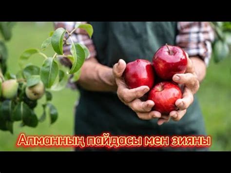 Алманың пайдасы мен зияны - YouTube