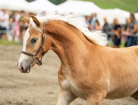 Avita Haflinger Stute Fuchs Pferd Austria