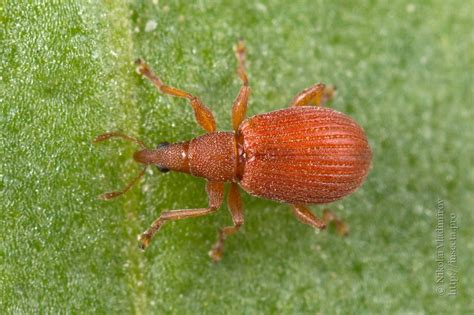 Photo #55698: Apion frumentarium